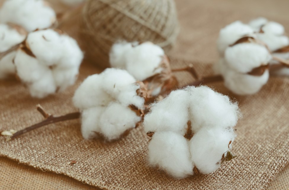 Vải Cotton Hữu Cơ (Organic Cotton)