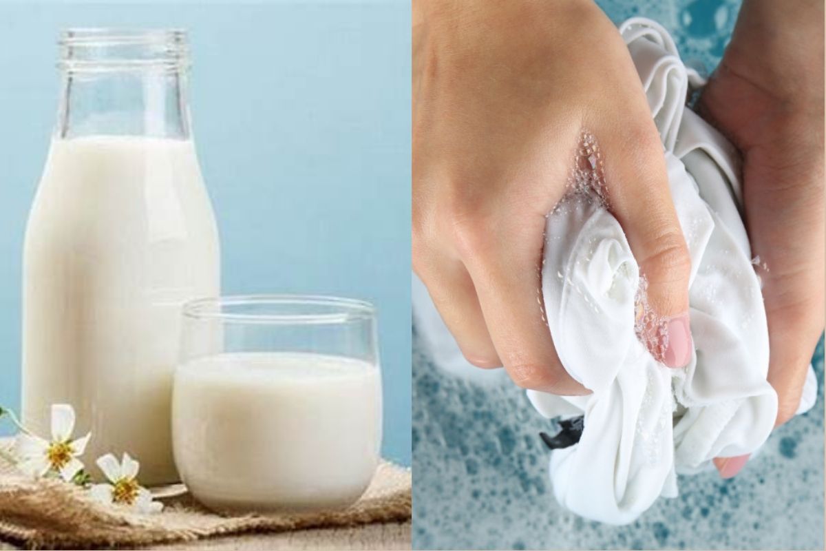Tẩy áo trắng bị dính màu bằng sữa tươi